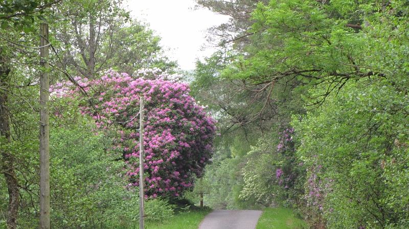 IMG_1119.jpg - Riesige Rhododendronbäume säumen unseren Weg